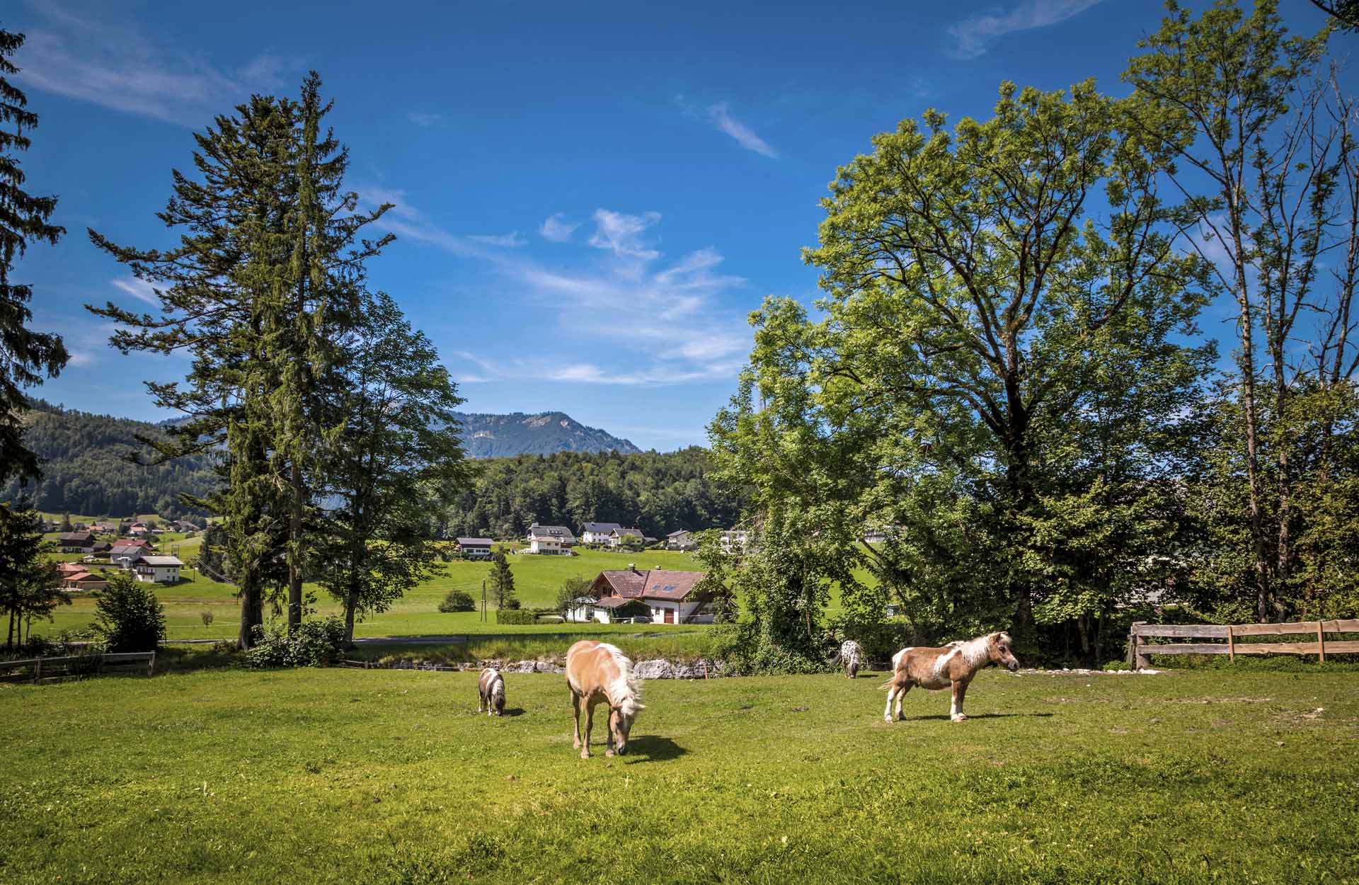 urlaub children pony